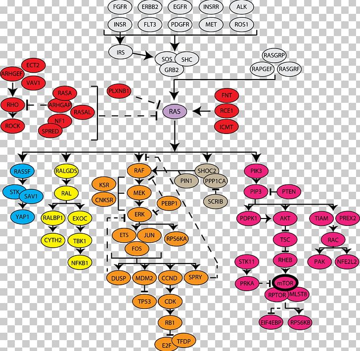 Cell Signaling Ras Subfamily MAPK/ERK Pathway Cancer PNG, Clipart, Biological Pathway, Body Jewelry, Cancer, Cel, Cell Free PNG Download