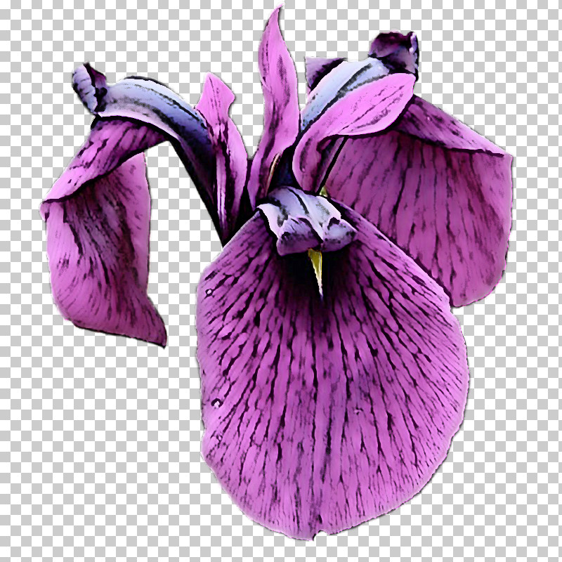 Flower Purple Violet Petal Plant PNG, Clipart, Cattleya, Cypripedium, Flower, Iris, Petal Free PNG Download