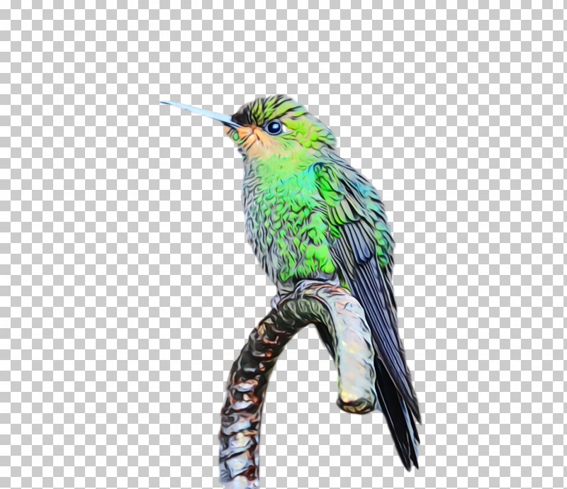 Hummingbird PNG, Clipart, Beak, Bird, Coraciiformes, Cuculiformes, Hummingbird Free PNG Download