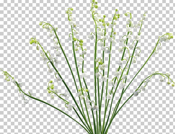 Desktop PNG, Clipart, Albom, Branch, Computer, Cut Flowers, Desktop Wallpaper Free PNG Download