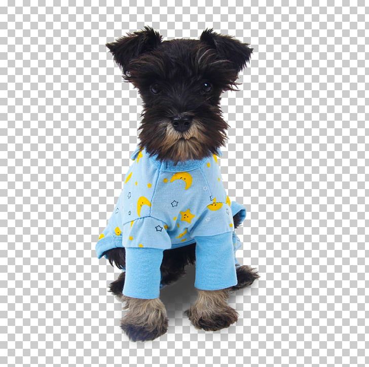 Miniature Schnauzer Puppy Schnoodle Companion Dog Dog Breed PNG, Clipart, Animals, Carnivoran, Clothing, Companion Dog, Dog Free PNG Download