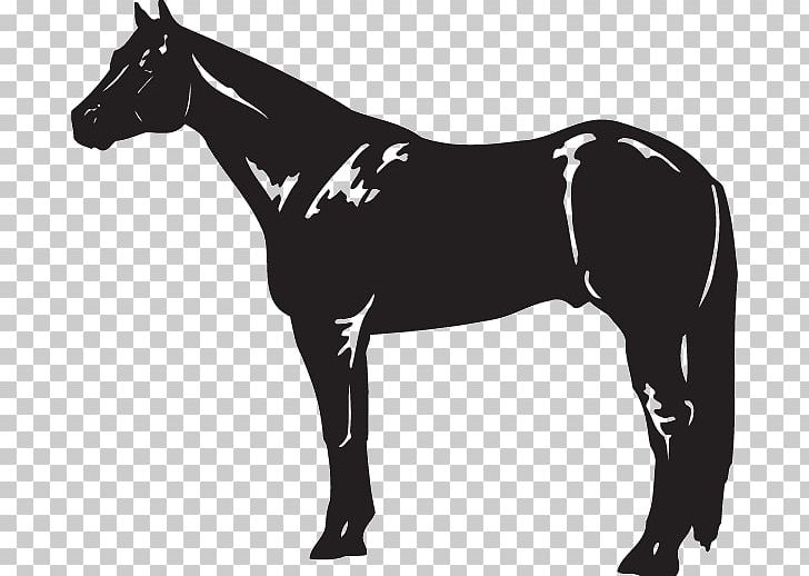 American Quarter Horse Black Stallion PNG, Clipart, American Quarter Horse, Animal, Black, Horse, Horse Harness Free PNG Download