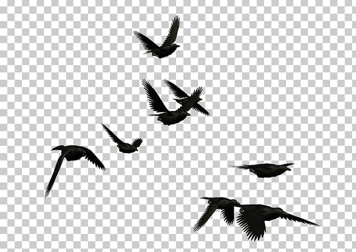 Bird Common Raven Crow PNG, Clipart, Adobe Flash, Animal Migration, Animals, Beak, Bird Free PNG Download