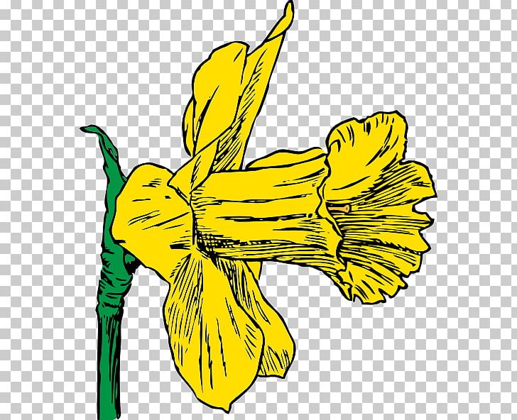 Daffodil PNG, Clipart, Artwork, Black And White, Blog, Cartoon, Copyright Free PNG Download