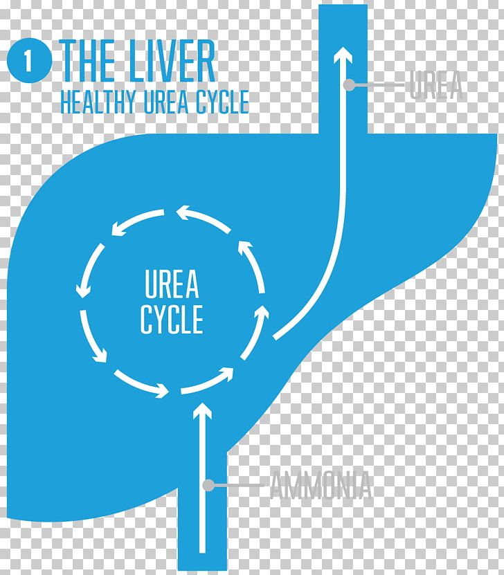Urea Cycle Disorder Liver Carbamoyl Phosphate Synthetase I PNG, Clipart, Amino Acid, Ammonia, Angle, Area, Brand Free PNG Download