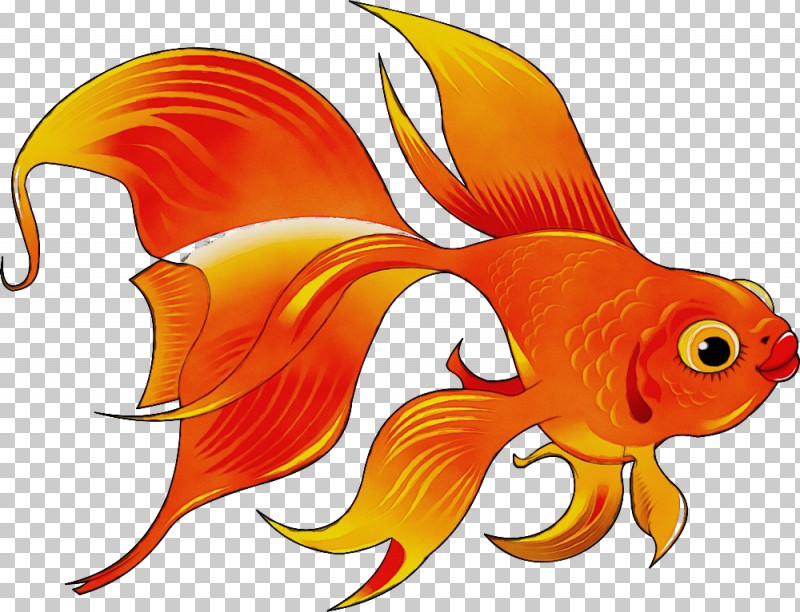 Orange PNG, Clipart, Animal Figure, Feeder Fish, Fin, Fish, Goldfish Free PNG Download