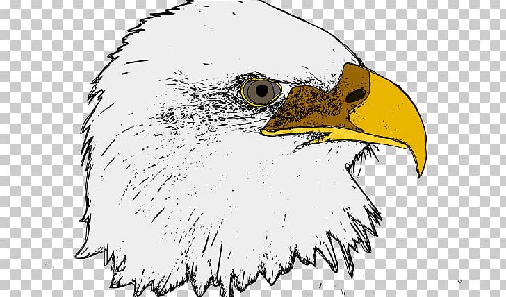 Bald Eagle Bird PNG, Clipart, Accipitriformes, Animals, Art, Artwork, Bald Eagle Free PNG Download