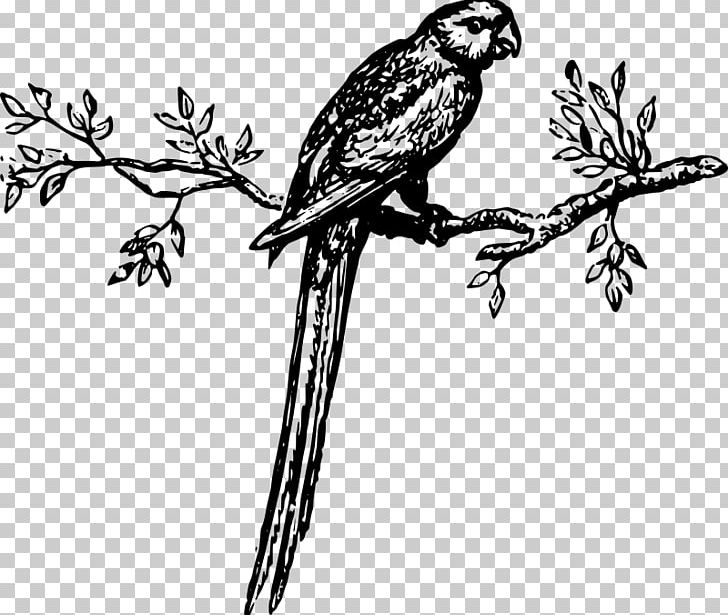 Macaw Parrot Bird Parakeet PNG, Clipart, Animals, Art, Artwork, Beak, Bird Free PNG Download