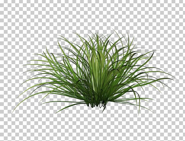 Ornamental Grass Shrub Lawn PNG, Clipart, Aquarium Decor, Branch, Computer Icons, Evergreen, Fountaingrasses Free PNG Download