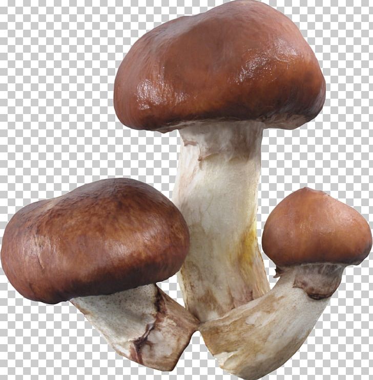 Pleurotus Eryngii Shiitake Medicinal Fungi Medicine Mushroom PNG, Clipart, Edible Mushroom, Ingredient, Medicinal Fungi, Medicinal Mushroom, Medicine Free PNG Download