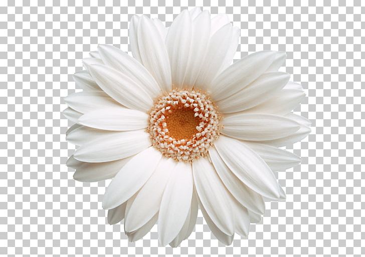 Software PNG, Clipart, Asterales, Background White, Black White, Chrysanthemum, Chrysanthemum Chrysanthemum Free PNG Download