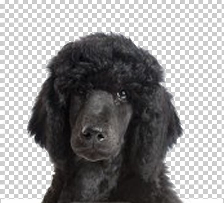 Standard Poodle Irish Water Spaniel American Water Spaniel Miniature Poodle PNG, Clipart, Animals, Carnivoran, Companion Dog, Dog Breed, Dog Breed Group Free PNG Download