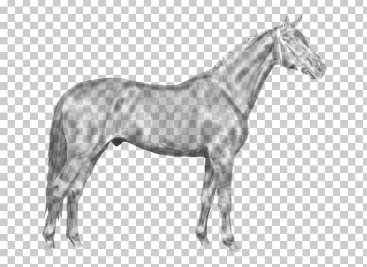 Swedish Warmblood Stallion Hanoverian Horse Mustang Pony PNG, Clipart, Bit, Black And White, Bridle, Colt, Foal Free PNG Download