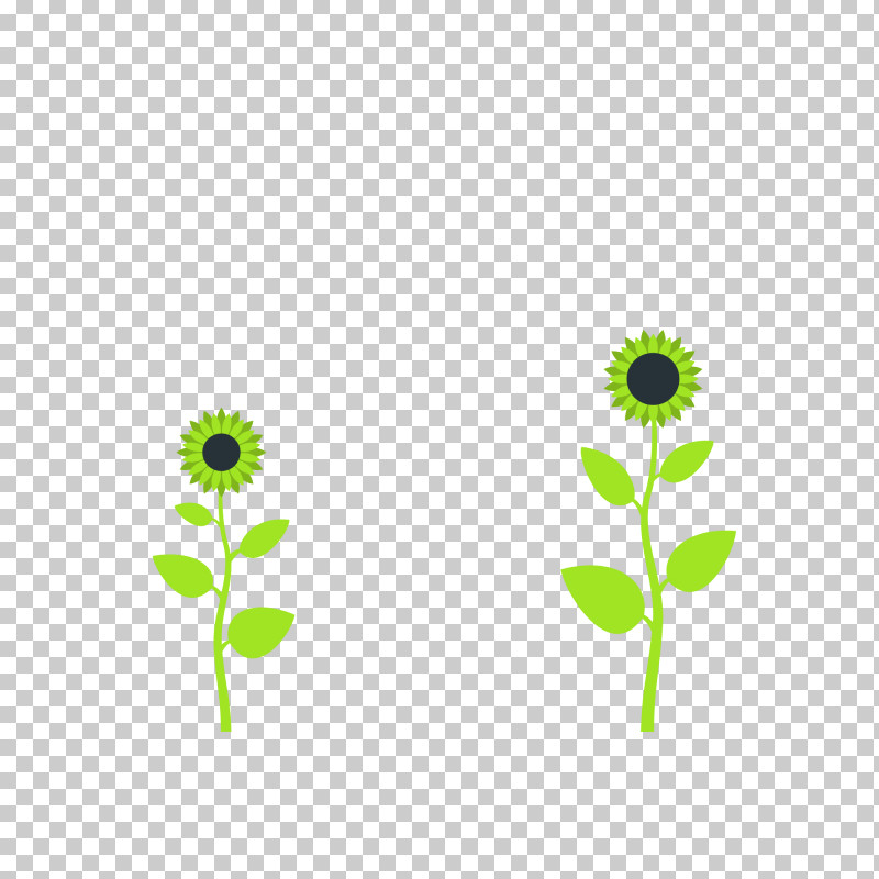 Plant Stem Flower Daisy Family Green Flora PNG, Clipart, Biology, Common Daisy, Daisy Family, Family, Flora Free PNG Download