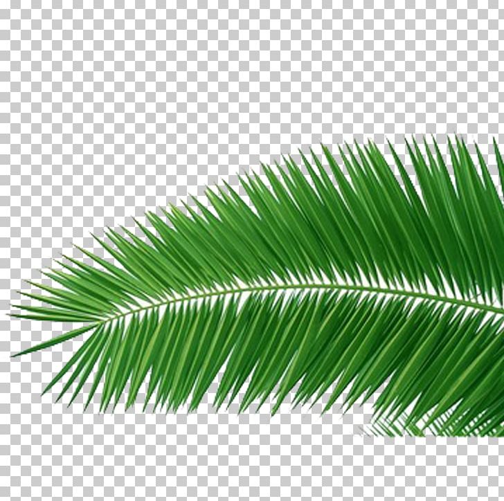 Coconut Arecaceae PNG, Clipart, Arecaceae, Arecales, Artificial Grass, Cartoon Grass, Clip Art Free PNG Download
