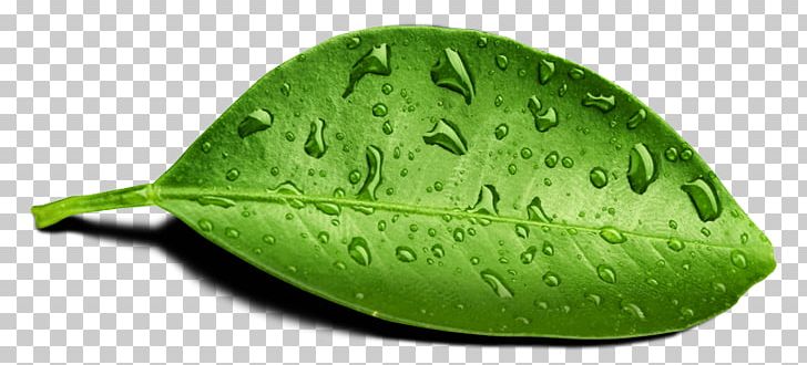 Steadcross Leaf Dew Drop Water PNG, Clipart, Business, Business Development, Customer, Dew, Drop Free PNG Download