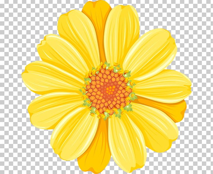 Common Daisy PNG, Clipart, Annual Plant, Art, Chrysanths, Color, Common Daisy Free PNG Download