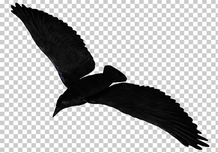 Common Raven Flight PNG, Clipart, Beak, Bird, Bird Of Prey, Black And White, Common Raven Free PNG Download