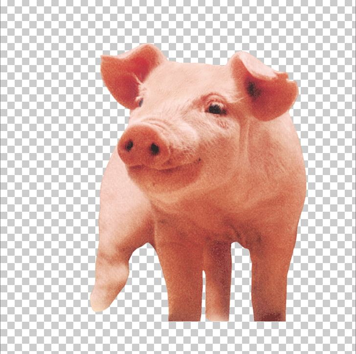 Porky Pig PNG, Clipart, Animals, Cattle Like Mammal, Designer, Domestic Pig, Download Free PNG Download