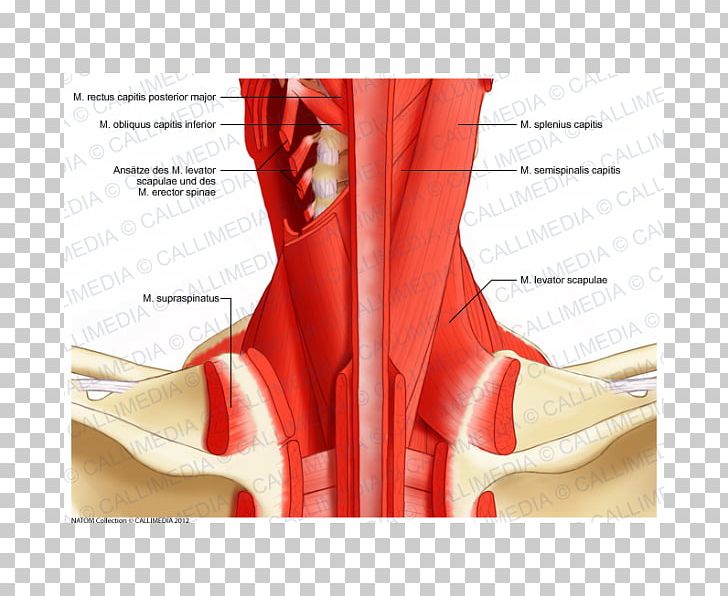Posterior Triangle Of The Neck Muscle Head And Neck Anatomy Human Body Nerve PNG, Clipart, Anterior Triangle Of The Neck, Blood Vessel, Footwear, Head, Head And Neck Anatomy Free PNG Download