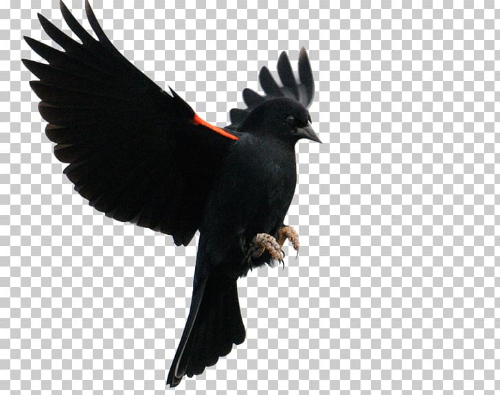 Red-winged Blackbird Common Blackbird Flight Finches PNG, Clipart, Animals, Beak, Bird, Blackbird, Common Blackbird Free PNG Download