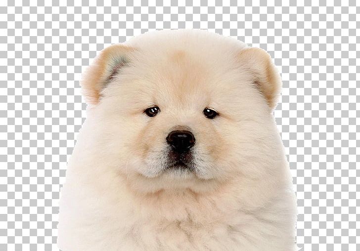 The Chow Chow Puppy Keeshond Akita PNG, Clipart, Akita, Ancient Dog Breeds, Animals, Boo, Breed Free PNG Download