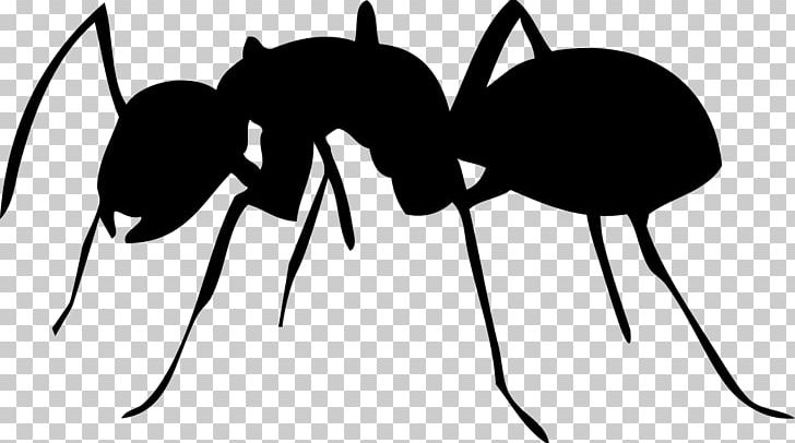 Beetle Queen Ant Bullet Ant Aphid PNG, Clipart, Animals, Ant, Ant Nest, Aphid, Arthropod Free PNG Download