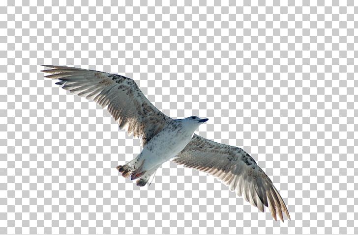 European Herring Gull Bird Buzzard PNG, Clipart, Accipitriformes, Animals, Beak, Binary File, Bird Free PNG Download