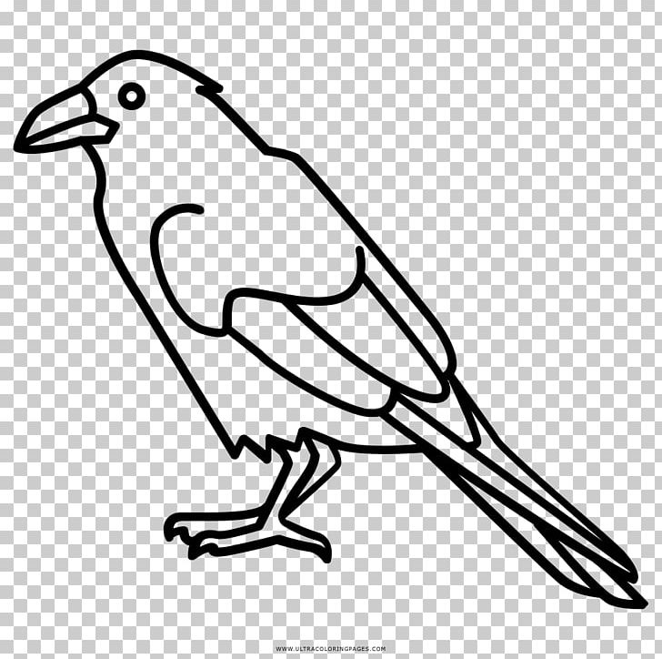 Coloring Book Common Raven Drawing Songbird PNG, Clipart, Animal, Animals, Art, Ausmalbild, Beak Free PNG Download