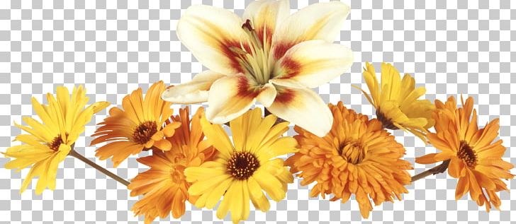 Flower Photography PNG, Clipart, Blog, Blue Rose, Chrysanths, Computer Software, Computer Wallpaper Free PNG Download