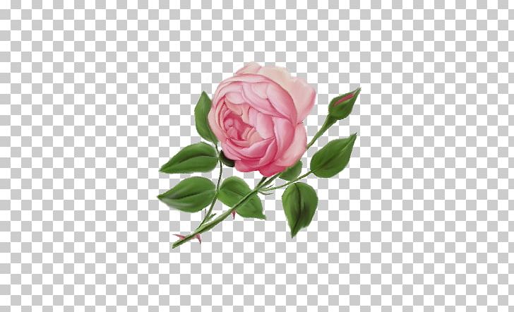 Garden Roses Cabbage Rose English Rose PNG, Clipart, Art, Cut Flowers, Drawing, English Rose, Flower Free PNG Download