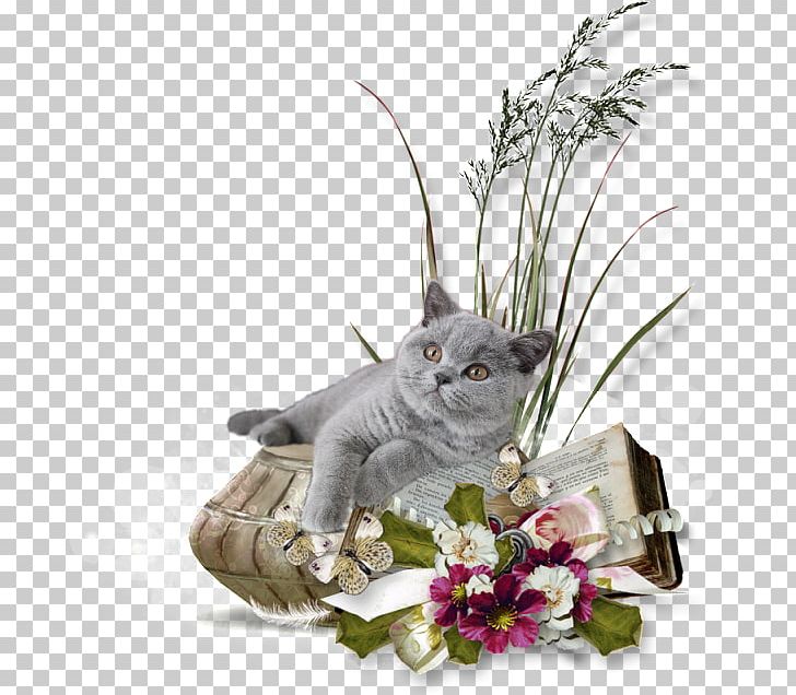 Photography PNG, Clipart, Blog, Cat, Cat Like Mammal, Cattery, Flower Free PNG Download