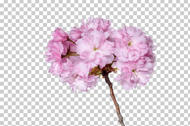 Cerasus Prunus Serrulata Cherry Plum Cherry Blossom Sweet Cherry PNG, Clipart, Blossoms, Branch, Branches, Cherry, Cherry Blossoms Free PNG Download