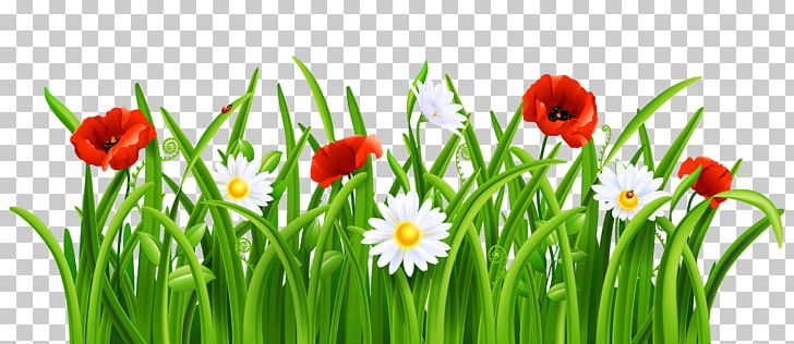 Flower Lawn PNG, Clipart, Clip Art, Clipart, Computer Wallpaper, Daisies, Floristry Free PNG Download