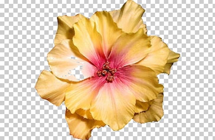 Hibiscus Flower Dress Clothing Barrette PNG, Clipart, Barrette, Clothing, Clothing Accessories, Color, Cut Flowers Free PNG Download