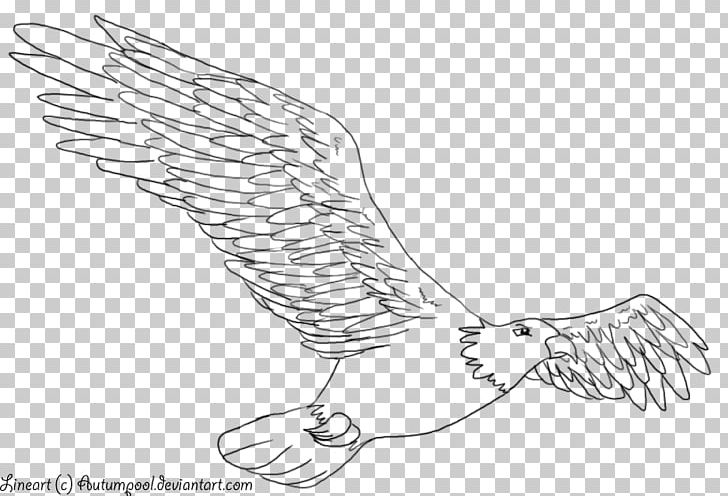 Line Art Drawing Birds Eagle PNG, Clipart, Akita Dog, Animals, Arm, Artwork, Beak Free PNG Download