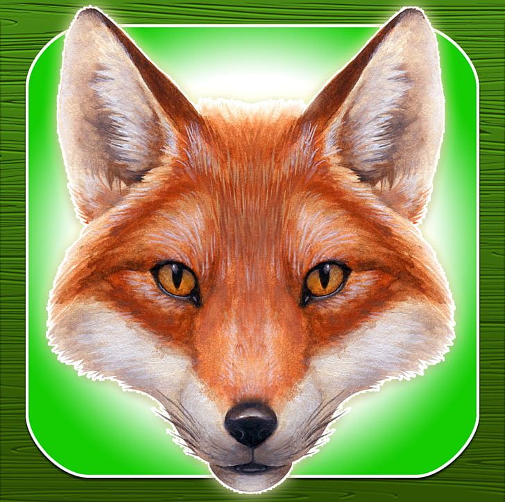 Red Fox Drawing Zazzle PNG, Clipart, Animal, Animals, Art, Carnivoran, Dog Like Mammal Free PNG Download