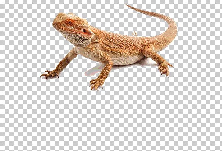 Reptile Lizard Central Bearded Dragon Agama Common Iguanas PNG, Clipart, Agama, Agamidae, Animal, Animals, Beard Free PNG Download