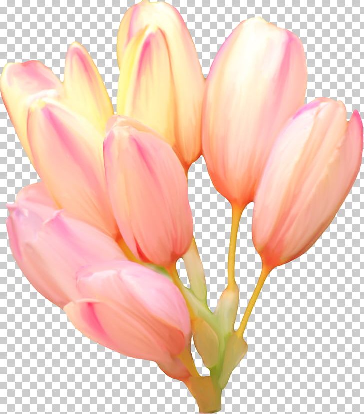 Tulip Flower Blume PNG, Clipart, Blossom, Blume, Bud, Cut Flowers, Desktop Wallpaper Free PNG Download