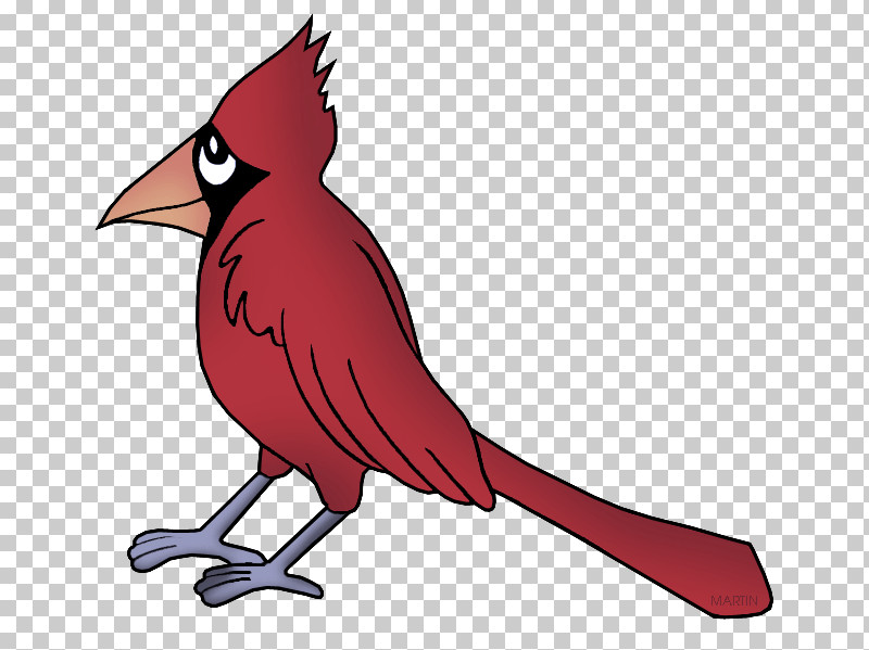 Bird Northern Cardinal Cardinal Beak Red PNG, Clipart, Beak, Bird, Cardinal, Northern Cardinal, Perching Bird Free PNG Download