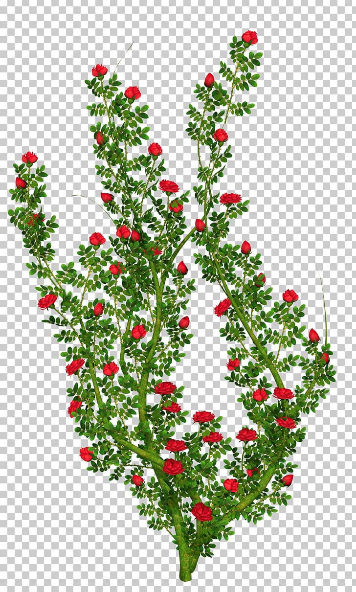 Rose Shrub Flower PNG, Clipart, Aquifoliaceae, Aquifoliales, Blue Rose, Branch, Bush Free PNG Download