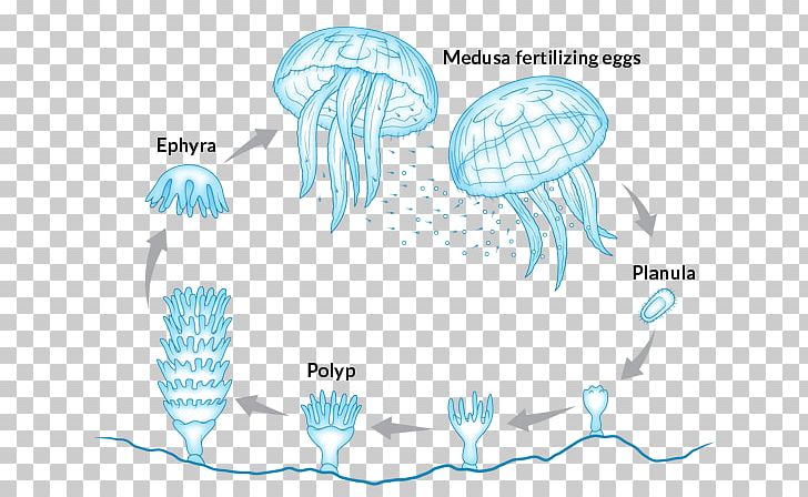 Jellyfish Immortality Marine Invertebrates Sea Reproduction PNG, Clipart,  Free PNG Download