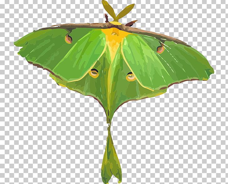 Butterfly Luna Moth PNG, Clipart, Actias, Actias Selene, Arthropod, Brush Footed Butterfly, Butterflies And Moths Free PNG Download