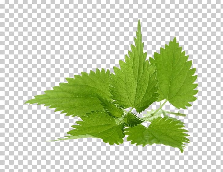 Common Nettle Extract Dioecy Photography PNG, Clipart, Common Nettle, Dioecy, Extract, Getty Images, Hemp Free PNG Download
