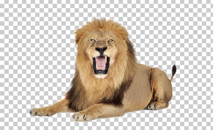 Lion Felidae PNG, Clipart, Animals, Big Cats, Carnivoran, Cat Like Mammal, Computer Icons Free PNG Download