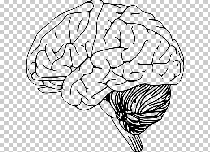 Outline Of The Human Brain Drawing PNG, Clipart, Black And White, Brain, Drawing, Flower, Flowering Plant Free PNG Download