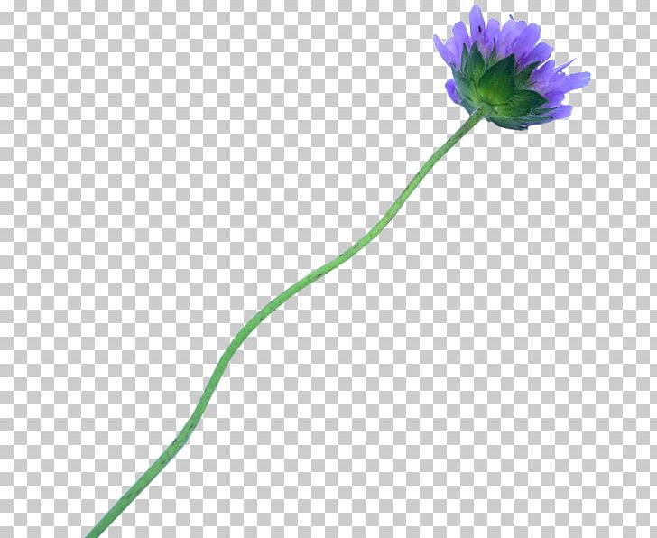 Flower Plant Stem Tulip PNG, Clipart, Animated Film, Collage, Flora, Flower, Flower Bouquet Free PNG Download