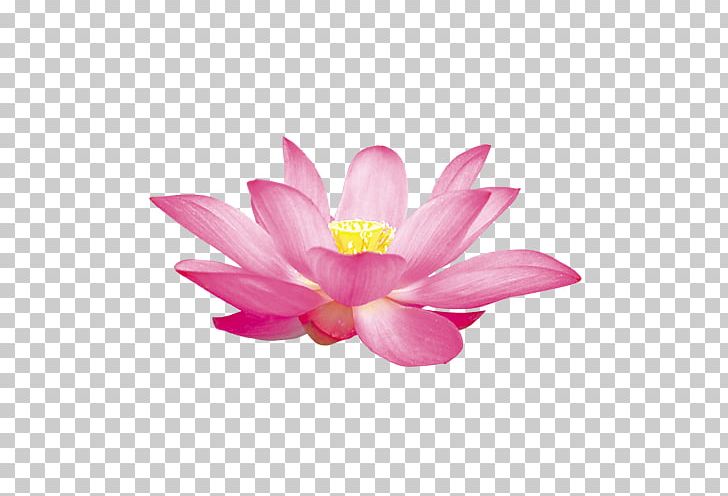 Nelumbo Nucifera Illustration PNG, Clipart, Aquatic Plant, Blog, Closeup, Computer Wallpaper, Download Free PNG Download