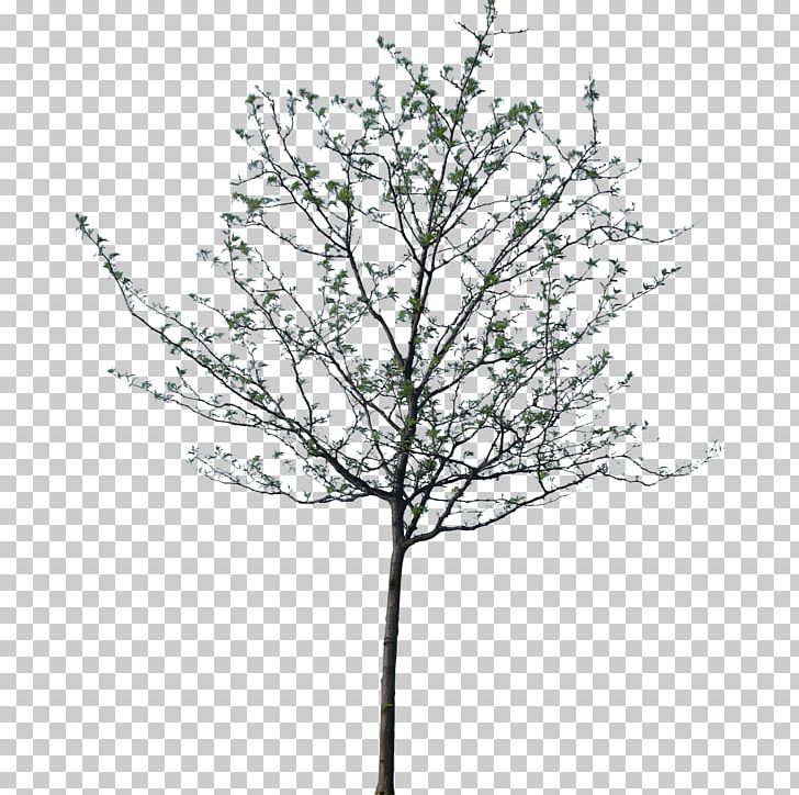 Populus Alba Tree Architecture Drawing Interior Design Services PNG, Clipart, Architect, Architectural Drawing, Architectural Rendering, Black And White, Branch Free PNG Download