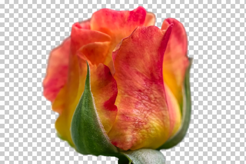 Garden Roses PNG, Clipart, Closeup, Garden, Garden Roses, Petal, Rose Free PNG Download